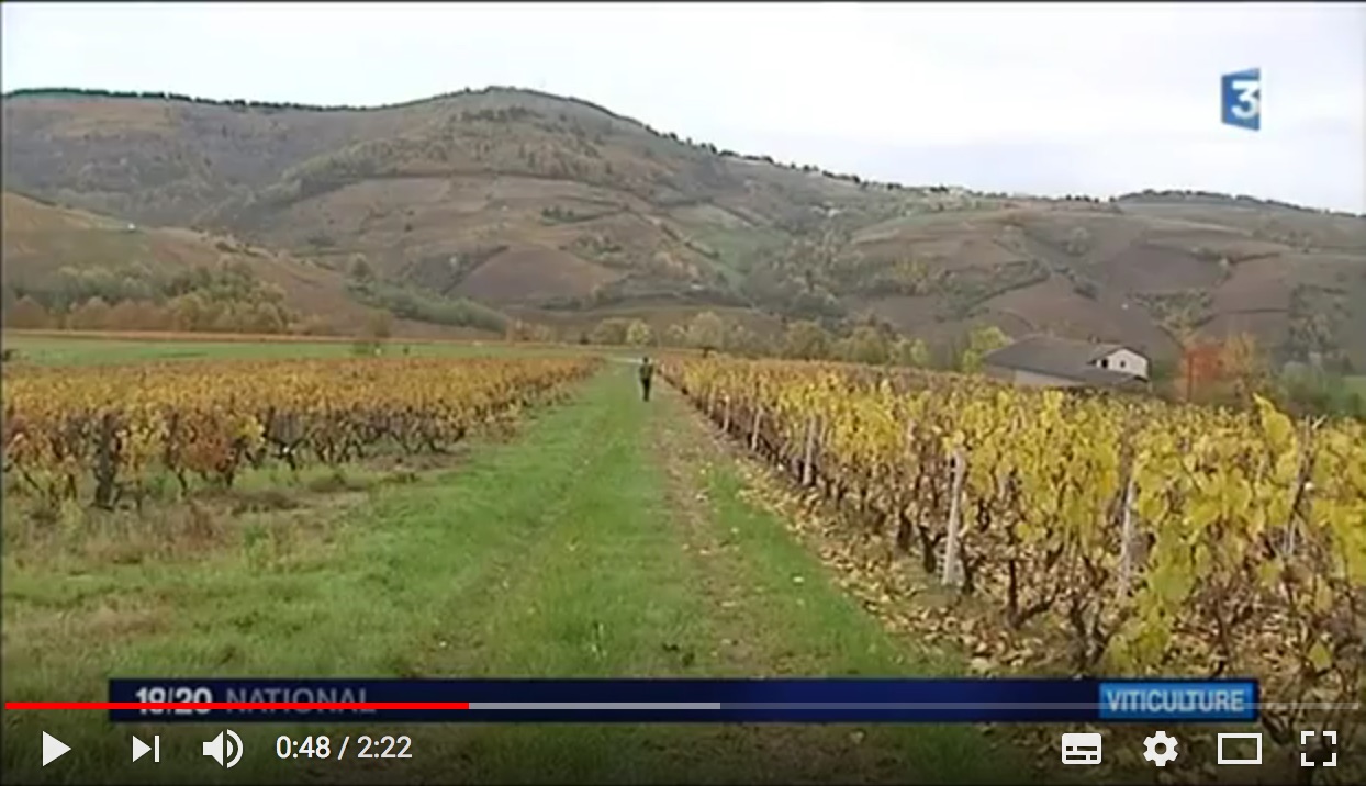 Beaujolais Nouveau : France 3 dans nos vignes