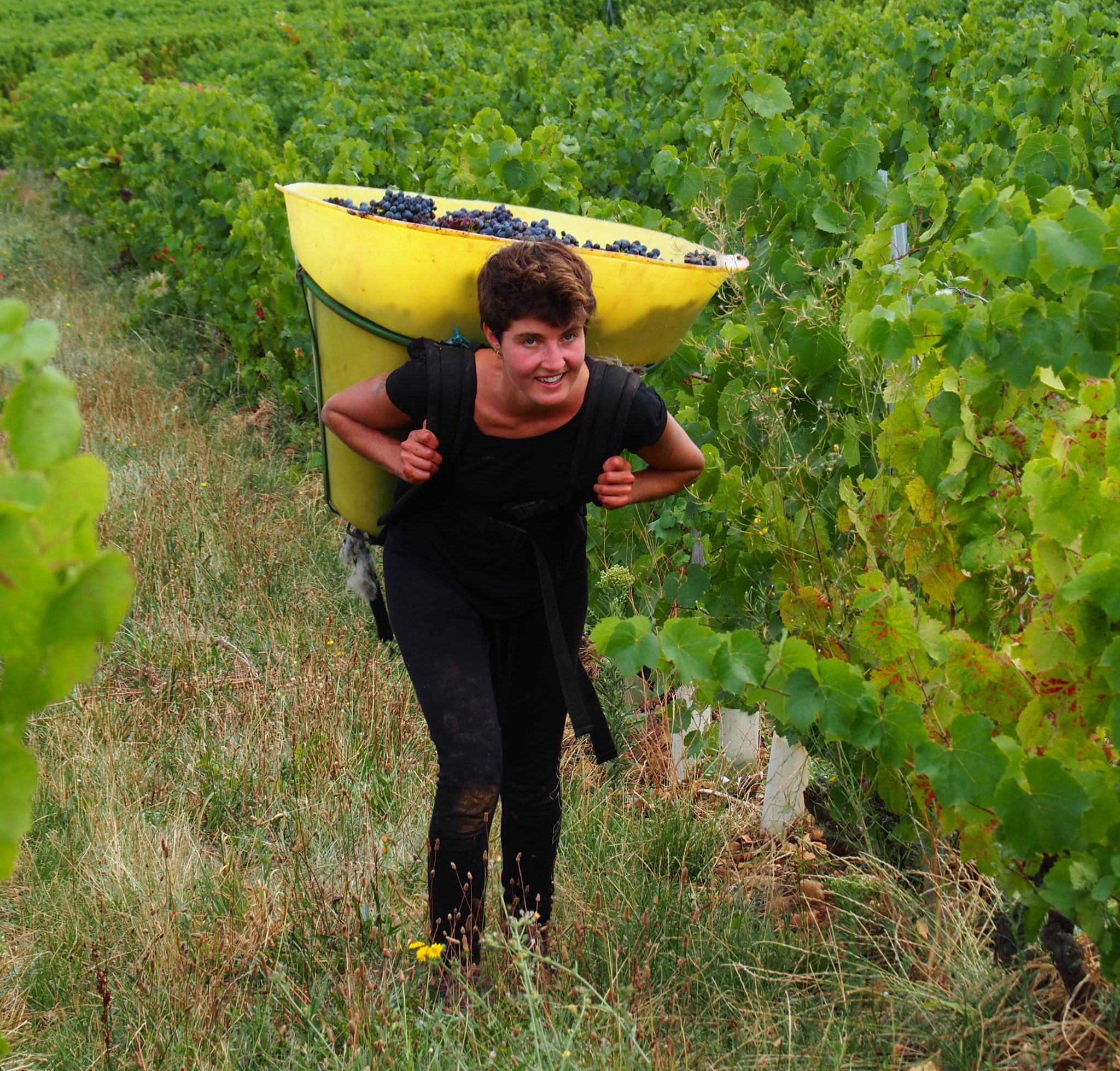 vendanges-2020-quelques-photos-vous-partager-beaujolais-fellot
