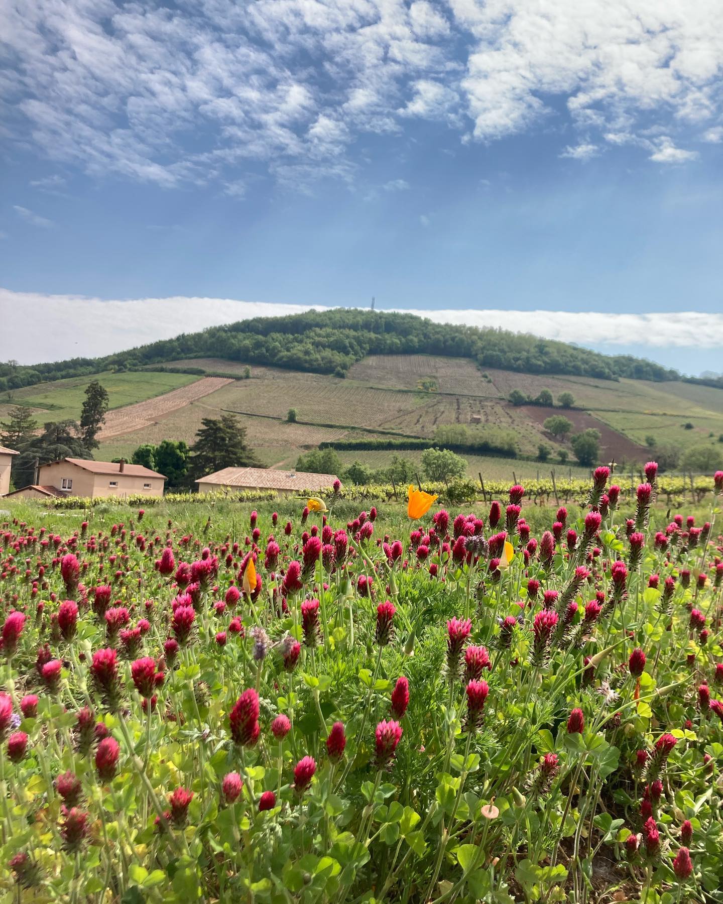 Fleurs dans les vignes au printemps : vive l'agroécologie !