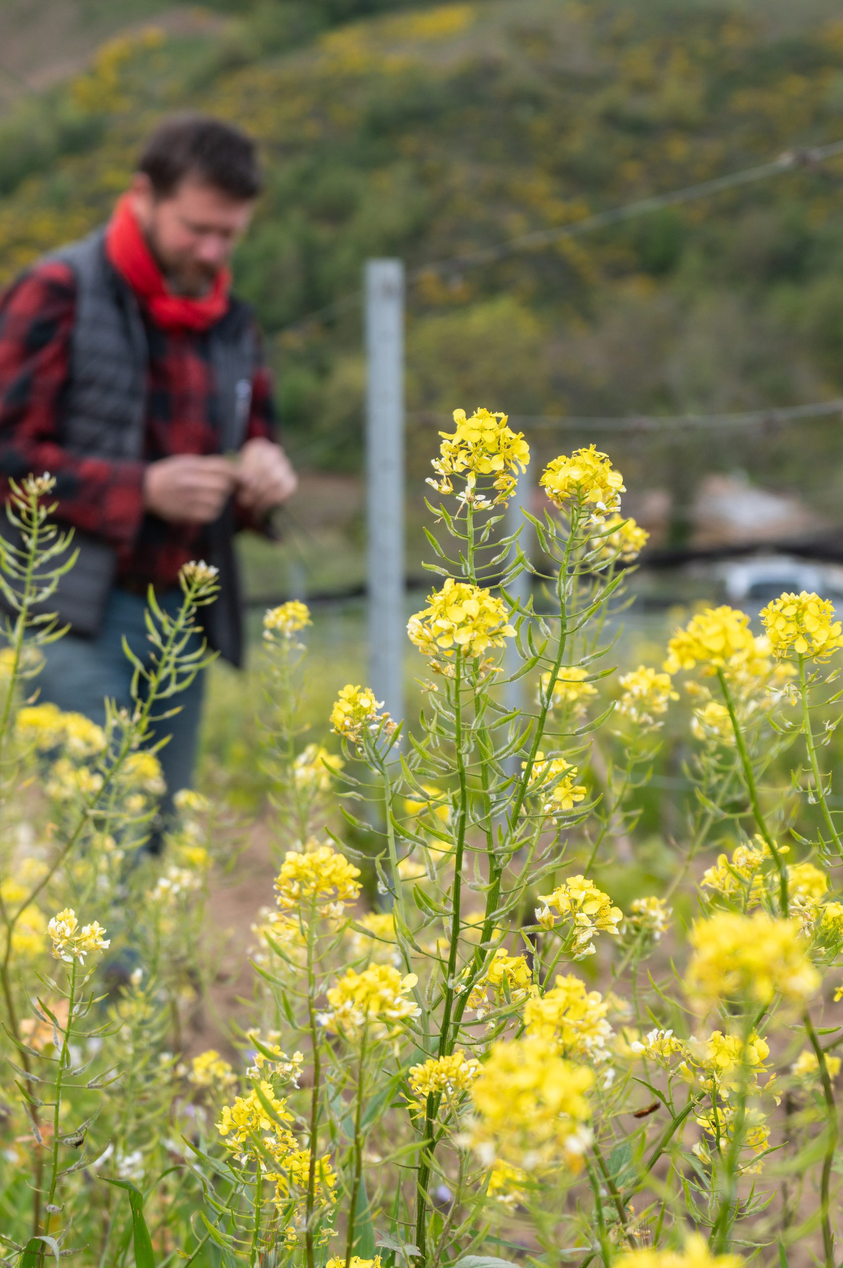 Agroécologie dans les vignes