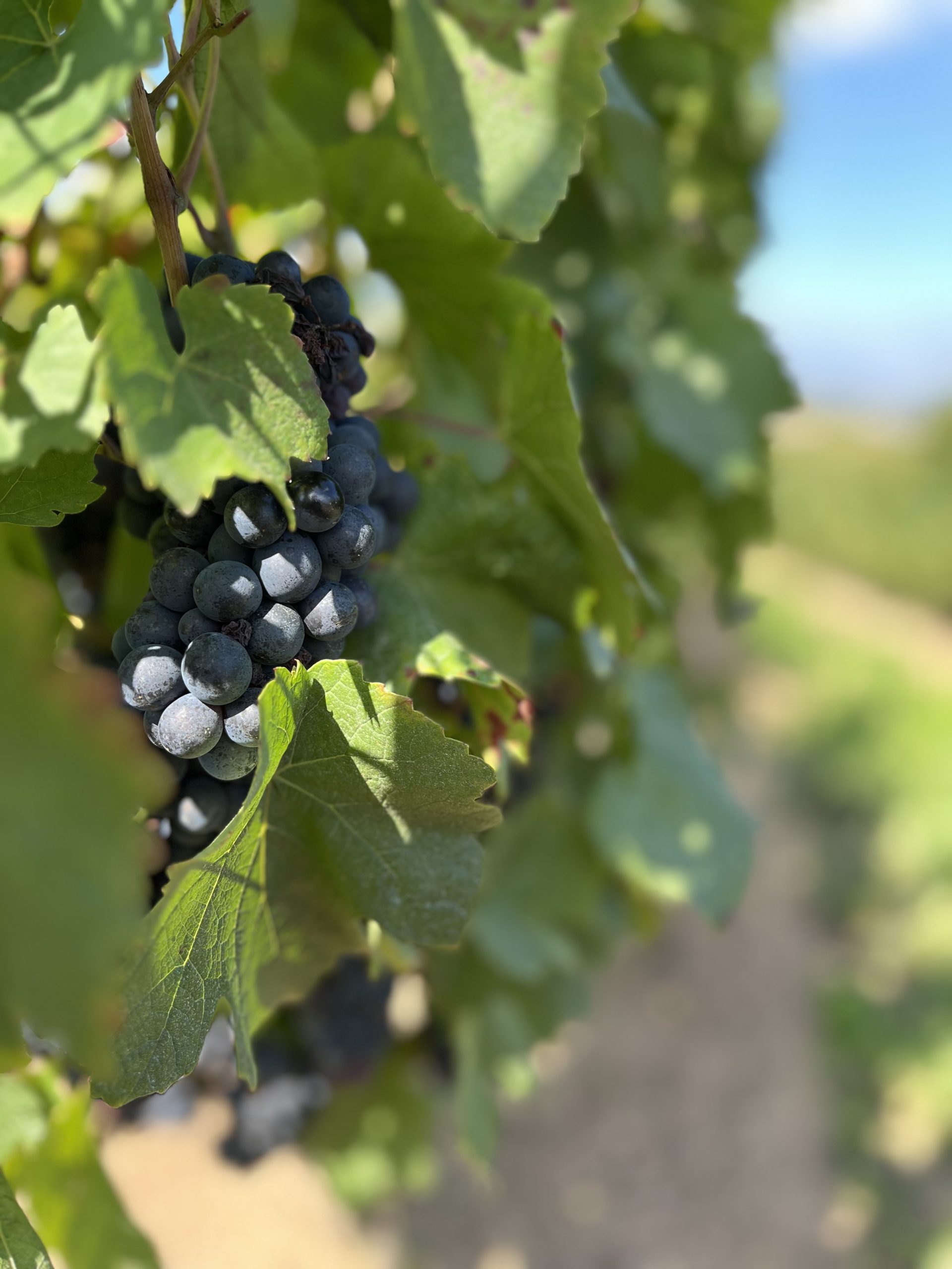 Année 2024 dans les vignes